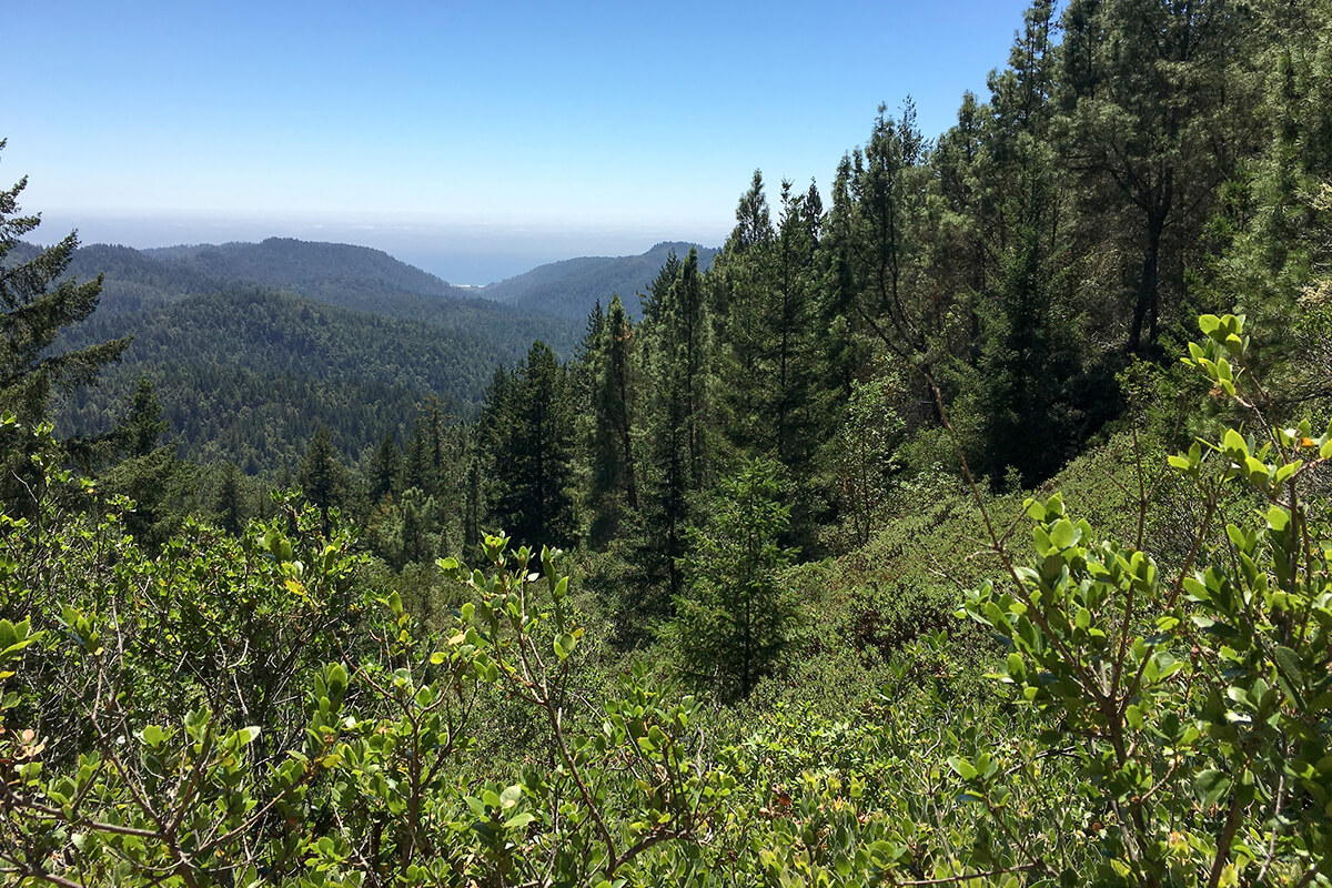 Big Basin Redwoods State Park before the wildfires from the CZU Lightening Incident