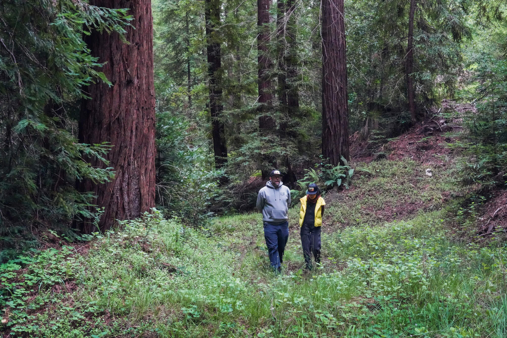 Sempervirens Fund Forest Fellow, artist Jane Kim, strolls under the redwoods with Sempervirens Fund's Chief Marketing Officer Matt Shaffer.