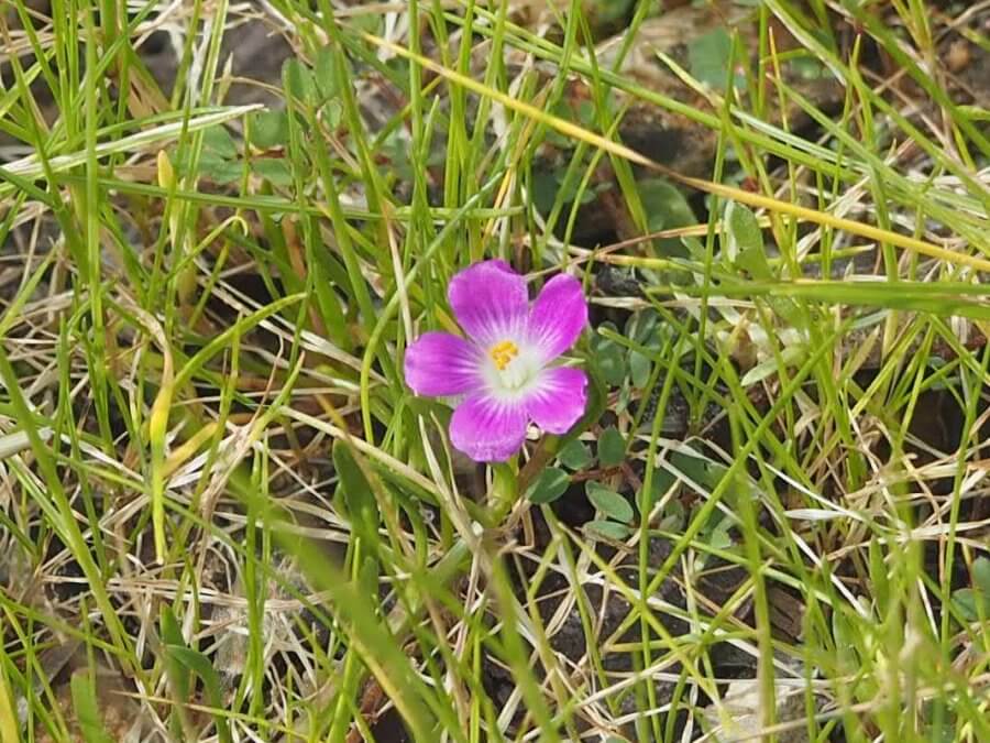 Brewer's Calandrinia, also known as Brewer's redmaids, rising above grasses. by J. Maughn