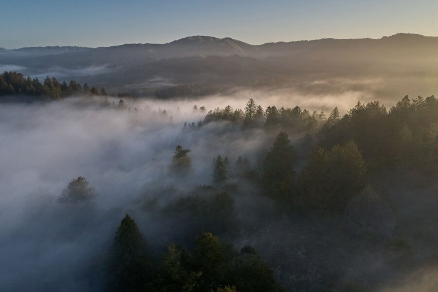 Camp Jones Gulch foggy forest by Canopy Dynamics