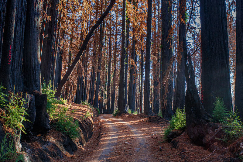 New green redwoods sprout from blackened redwood trunks lining the road to Big Basin Redwoods State Park. by Ian Bornarth