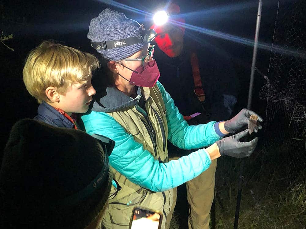 Dr. Winifred Frick extracting a Yuma myotis (Myotis yumanensis) from a mist-net in the redwoods of the Big Creek UC Natural Reserve with her son Darwin Frick Heady in 2022.