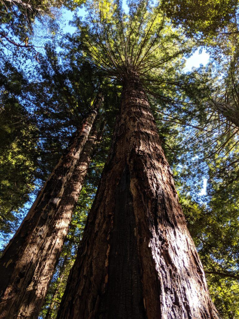 El Corte De Madera Redwoods by David Baron