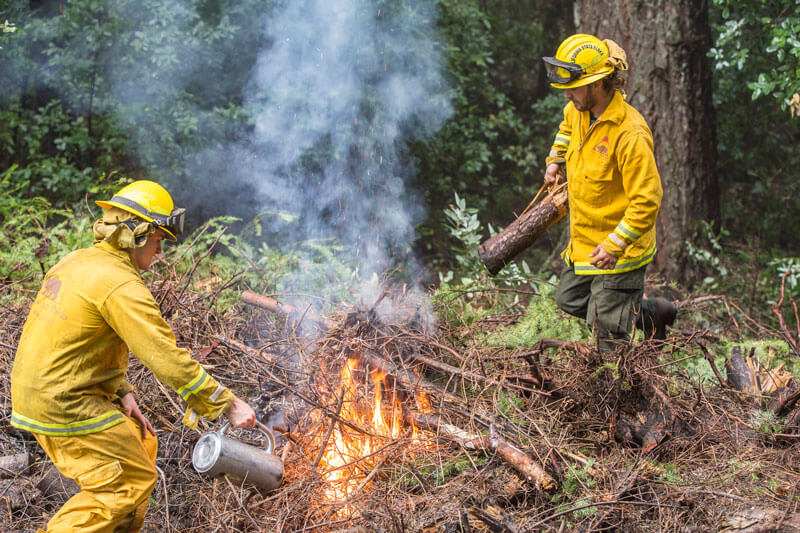 A prescribed burn reduces dry brush in the forest to help prevent catastrophic wildfire. by Ian Bornarth