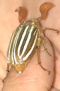 A Ten Lined June Beetle rests on Gage's finger in Henry Cowell Redwoods State Park