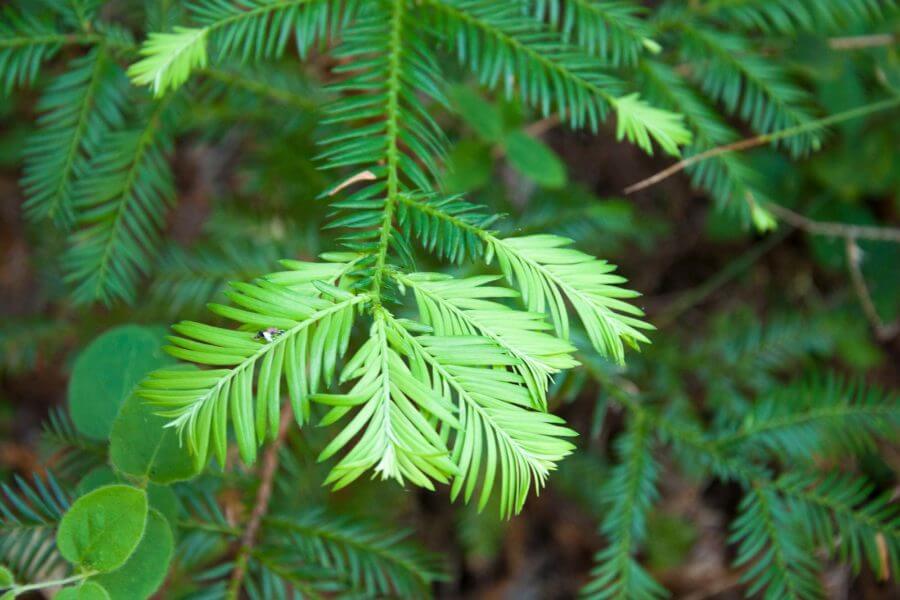 Bright green tips of new growth at the end of dark green coast redwood leaves, by Ann Blanchard