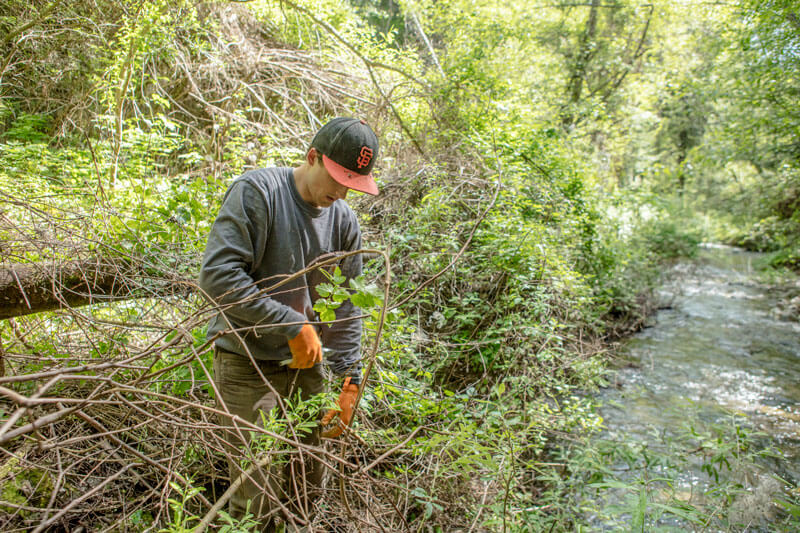 San Vicente Creek Restoring A Stronghold Invasive Plants By Ian Bornarth