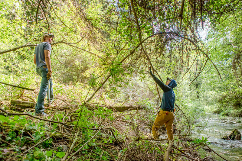 San Vicente Mill Creek Clamatis Removal By Ian Bornarth