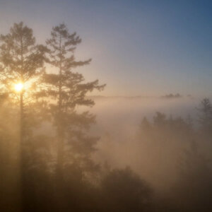 The setting sun shines rays opf golden light through a blanket of lavender fog below three redwood trees overlooking the forest below, by Canopy Dynamics